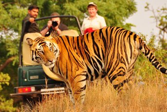 Golden Triangle with Tiger Tour