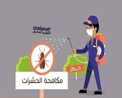 شركة مكافحة حشرات بتبوك (للايجار) رش مبيدات الصراصير البق النمل