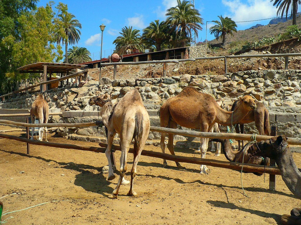 Camellos en Maspalomas