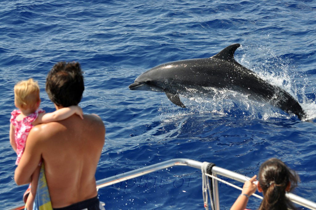 Avistamiento de delfines en Gran Canaria