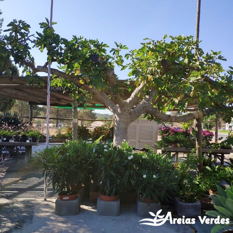 Árvores Frutícolas Folha Caduca