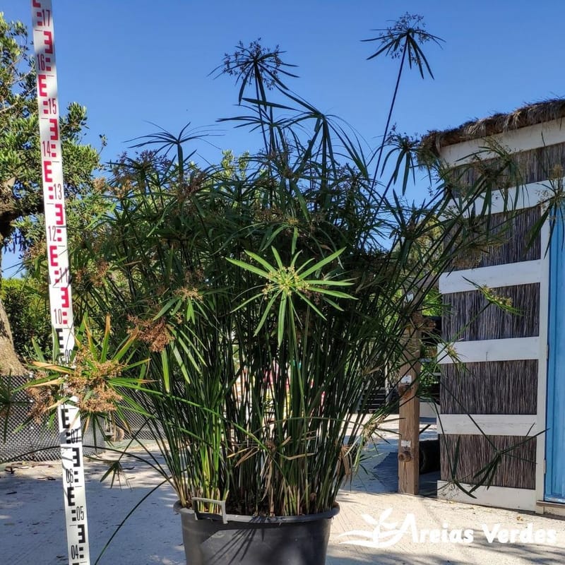 Plantas Aquáticas