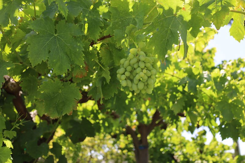 Árvores Frutícolas Folha Caduca