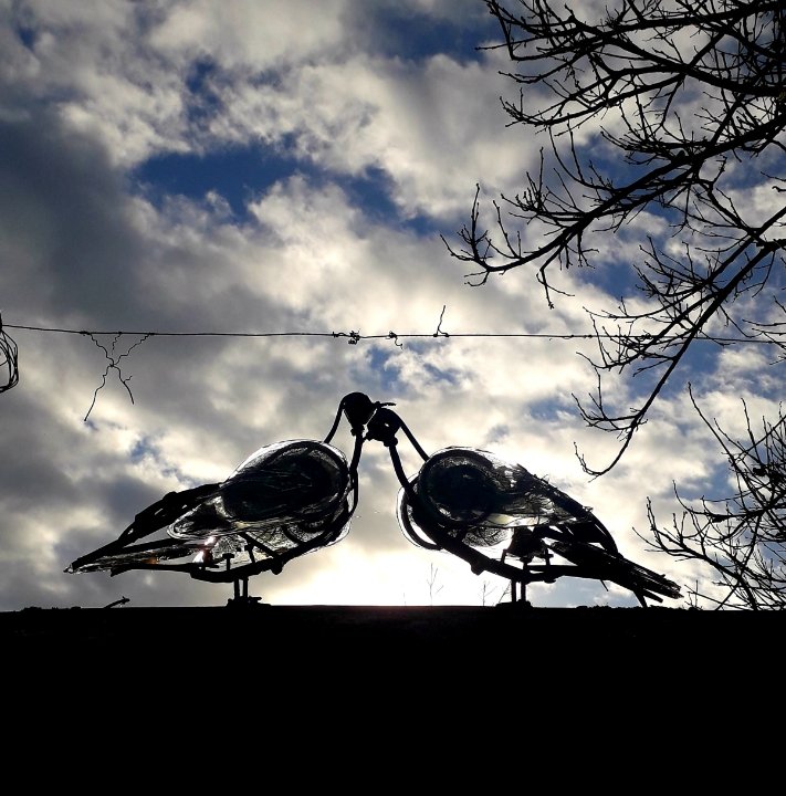 2 pigeons (s'aimant d'amour tendre)