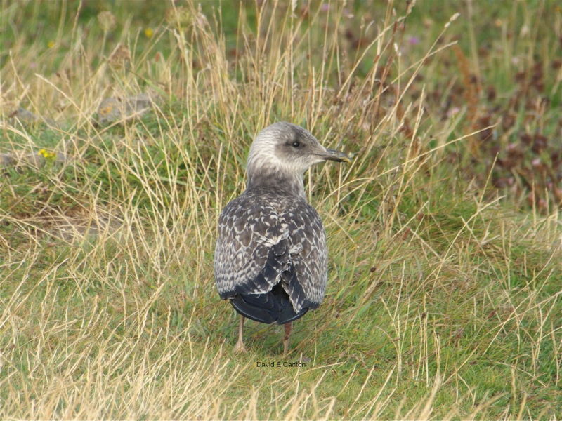 Seagull