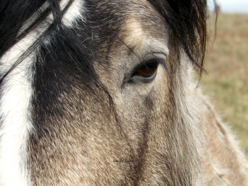 Horse on Pembrokeshire coast