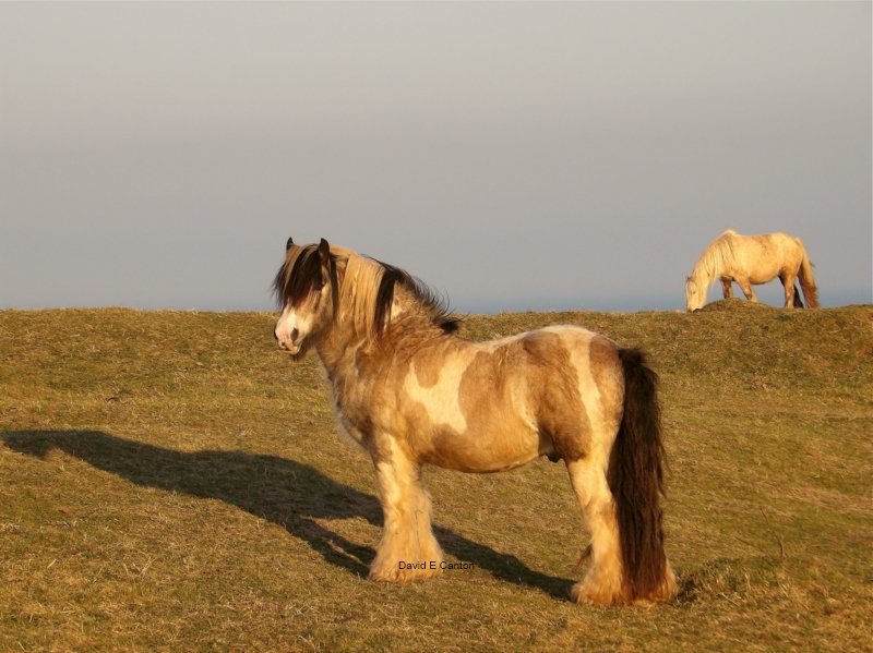 Horses on Pembrokeshire coast