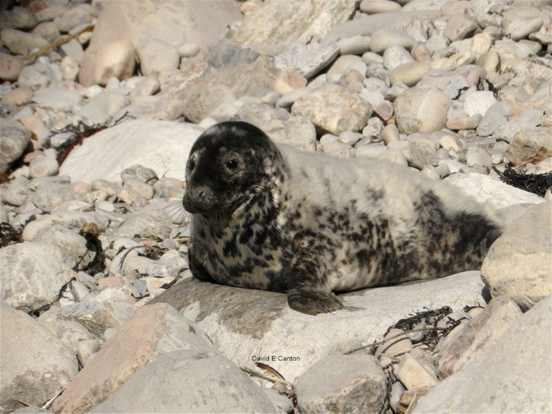 Seal Pup