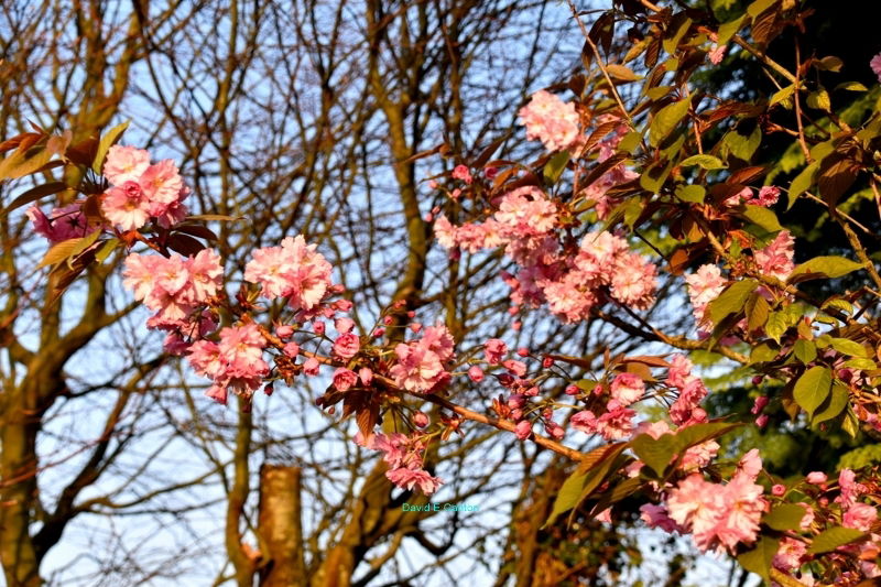 Our blossom tree