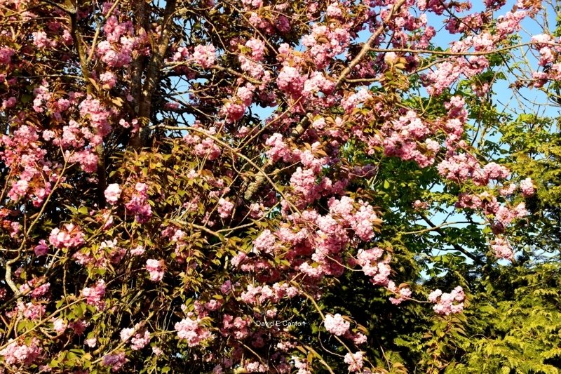 Our blossom tree