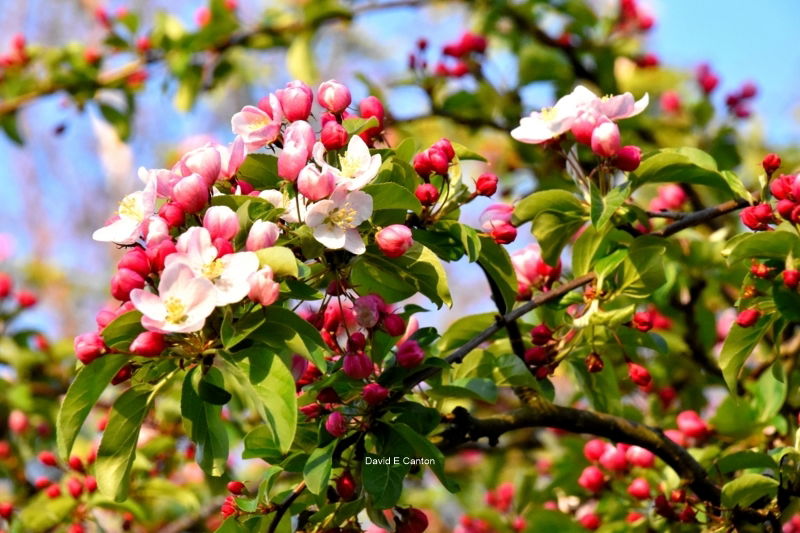 Apple blossom