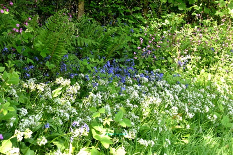 Wild Garlic, Blue bells and Campion