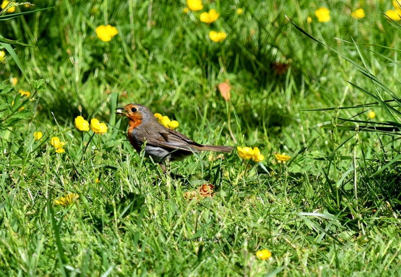 Little robin