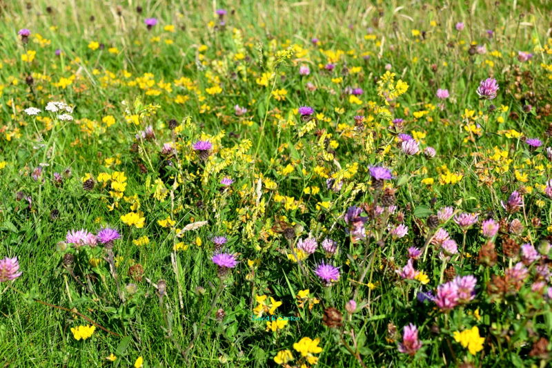 Wild Flowers on the Pembrokeshire Coast