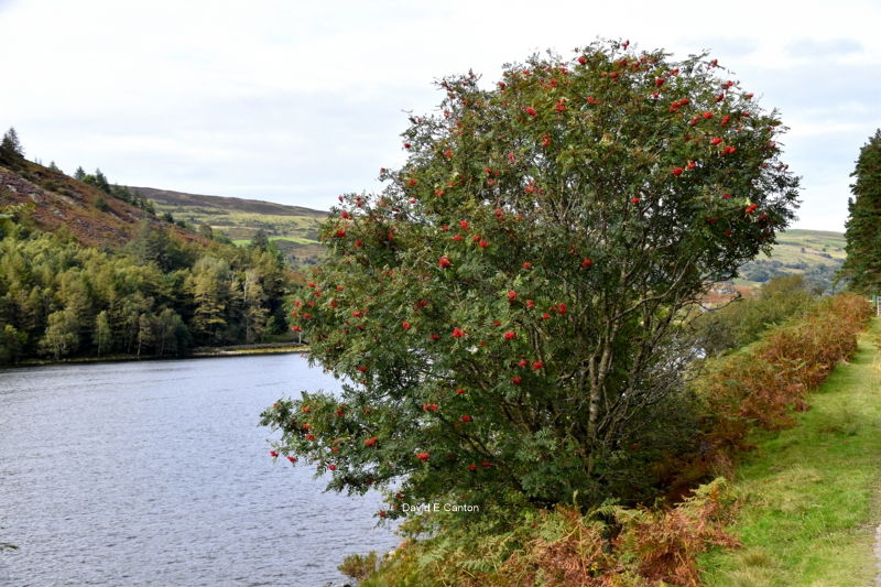 A berry tree besides a lake