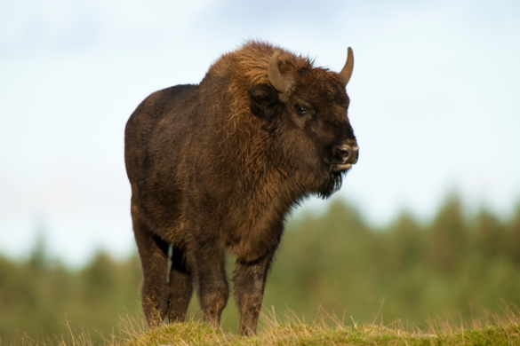 Moron Tries Hand-Feeding Bison Near Yellowstone National Park, And It Goes Exactly How You’d Expect: VIDEO