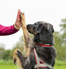 Spass mit Hund