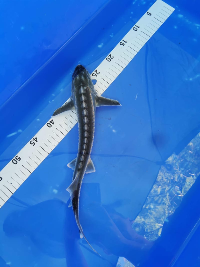 Sturgeon Sterlet Dorset longnose white tip albino gold diamond back