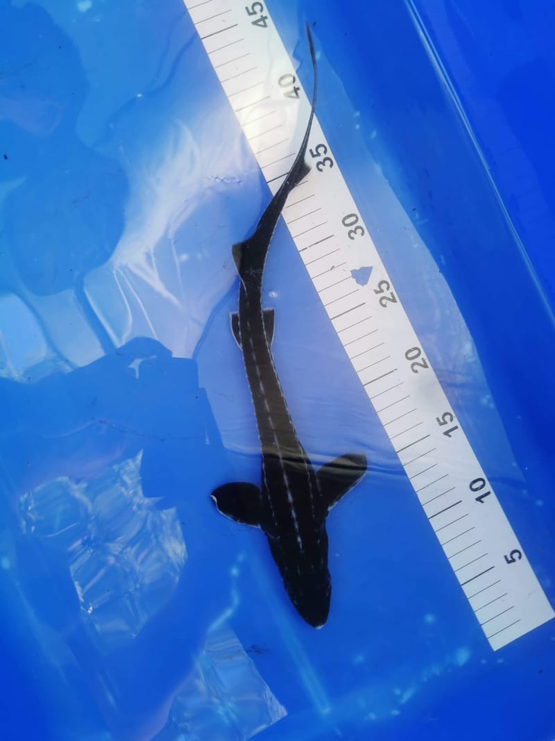 Sturgeon Sterlet Dorset longnose white tip albino gold diamond back