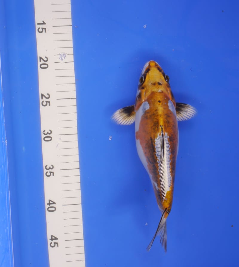 copper ;) 2017 Howie Koi Dorset