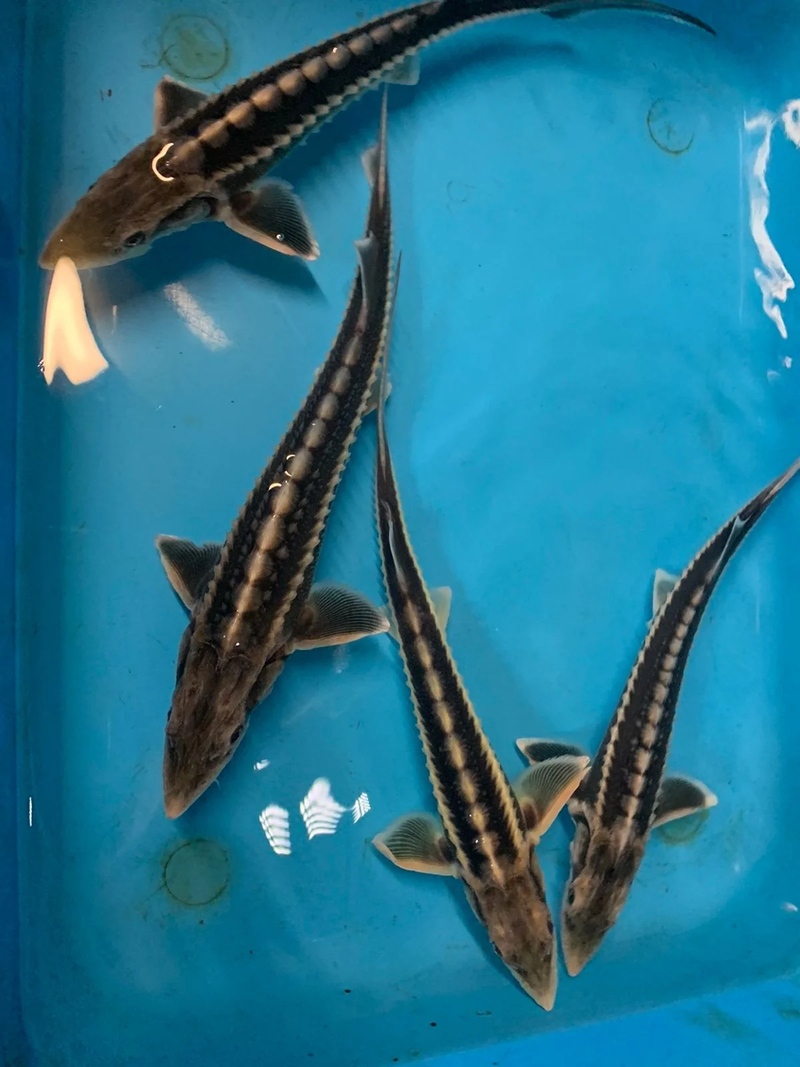 live sturgeon fish for sale