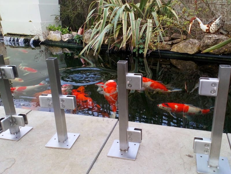 Pond Jump Guards Howie Koi Dorset