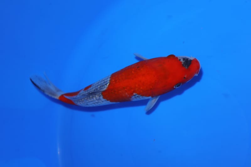 English Koi FOR SALE - Howie Koi Dorset