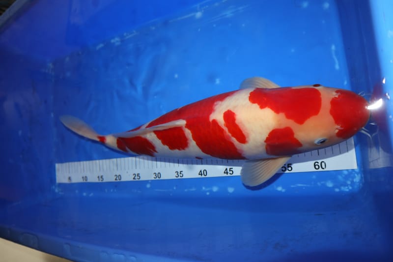 English Koi FOR SALE - Howie Koi Dorset