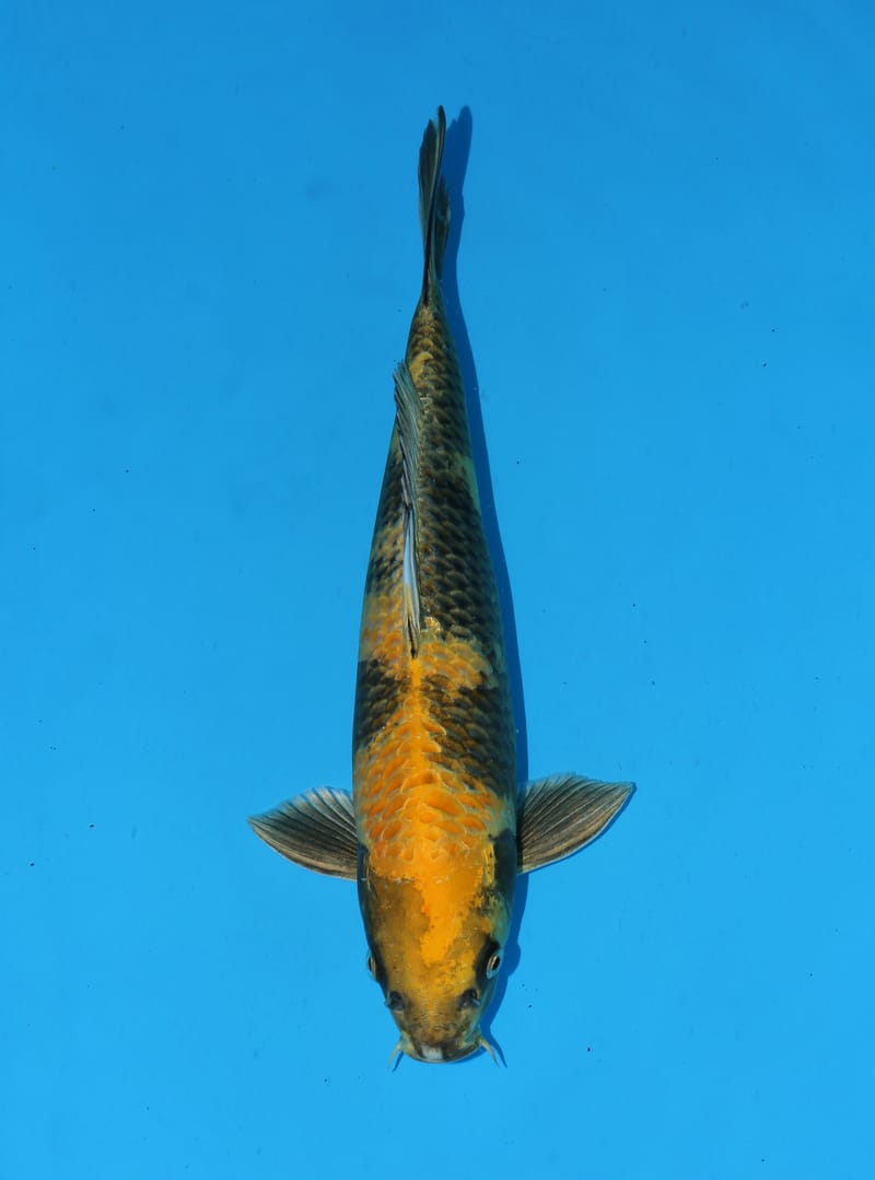New Arrivals !!!! - Howie Koi Dorset