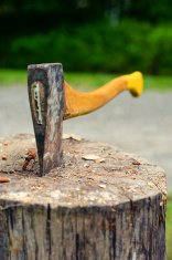 Factors to Consider when Picking a Tree Removal Firm image