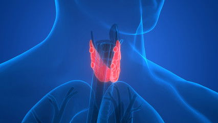 The Thyroid