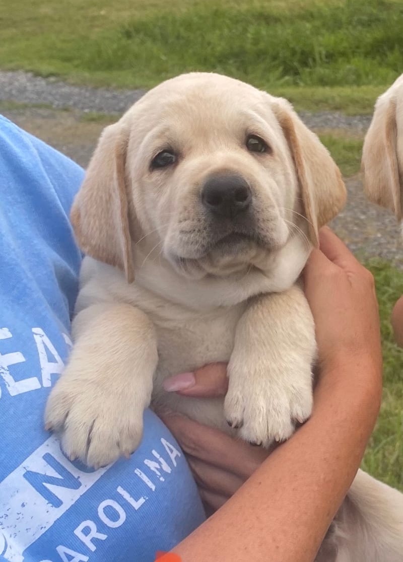 Brushy Mountain Labs