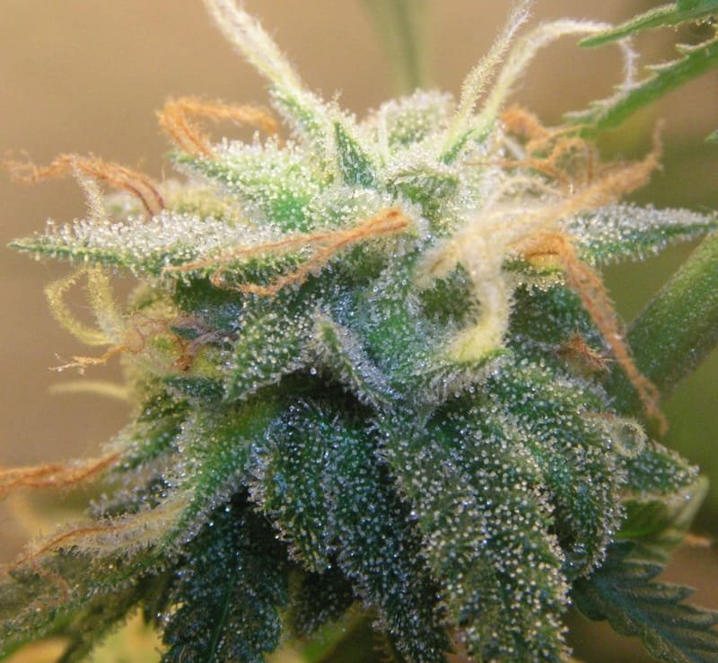 High CBD Low THC Strains. This section is INTENDED for Adults (18+) and provides content relating to Cannabis Seeds.