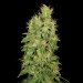 High CBD High THC Strains. This section is INTENDED for Adults (18+) and provides content relating to Cannabis Seeds.