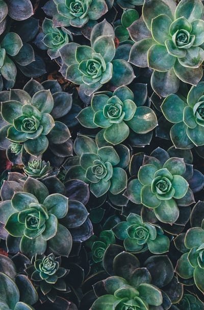  Positive Effects Of Succulents In A Home image