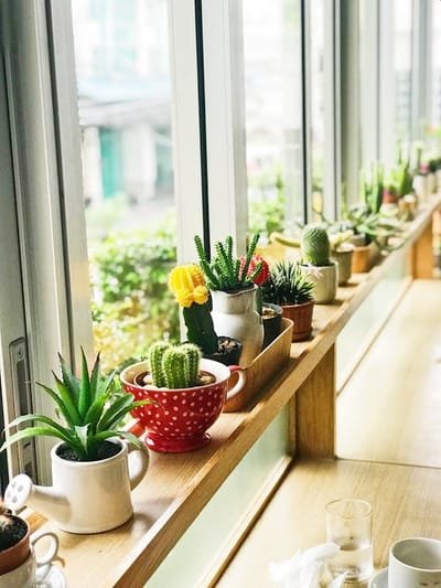 Why You Need Succulents image