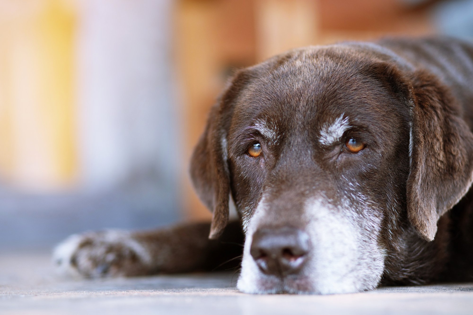 Tips to Know when to Say Goodbye to Your Dog