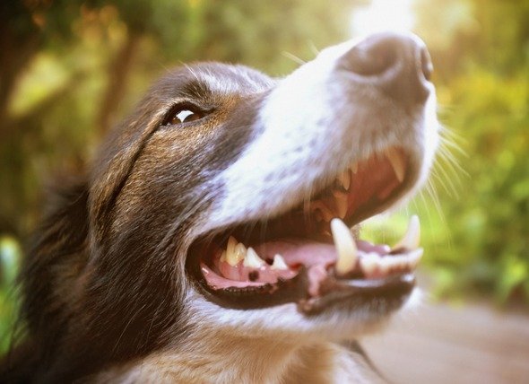5 Ways to Keep Your Dog's Teeth Healthy