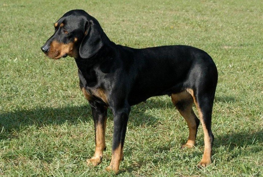 The Austrian Black and Austrian Black Dog Breed