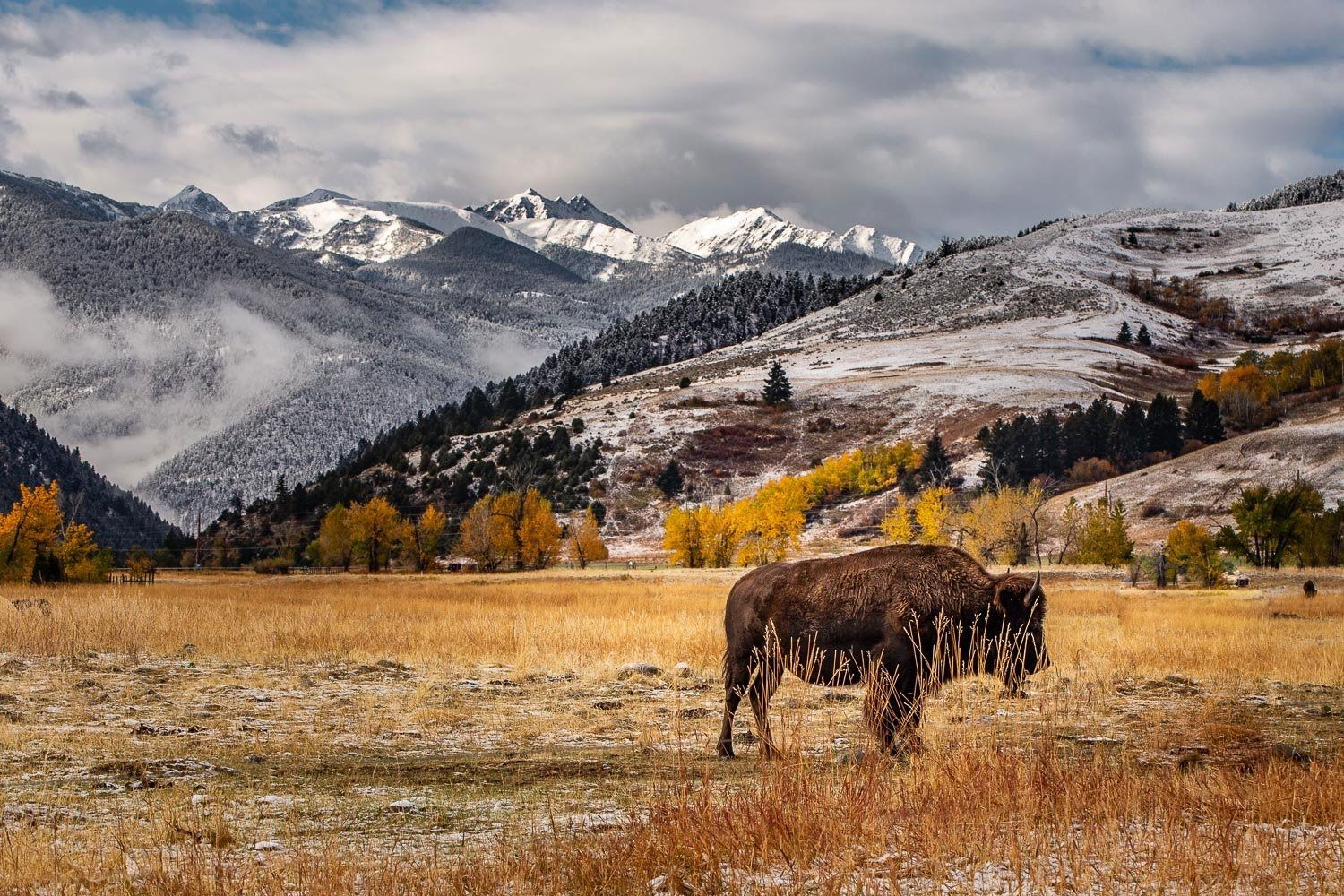 Lone Bison by Spanish Peaks