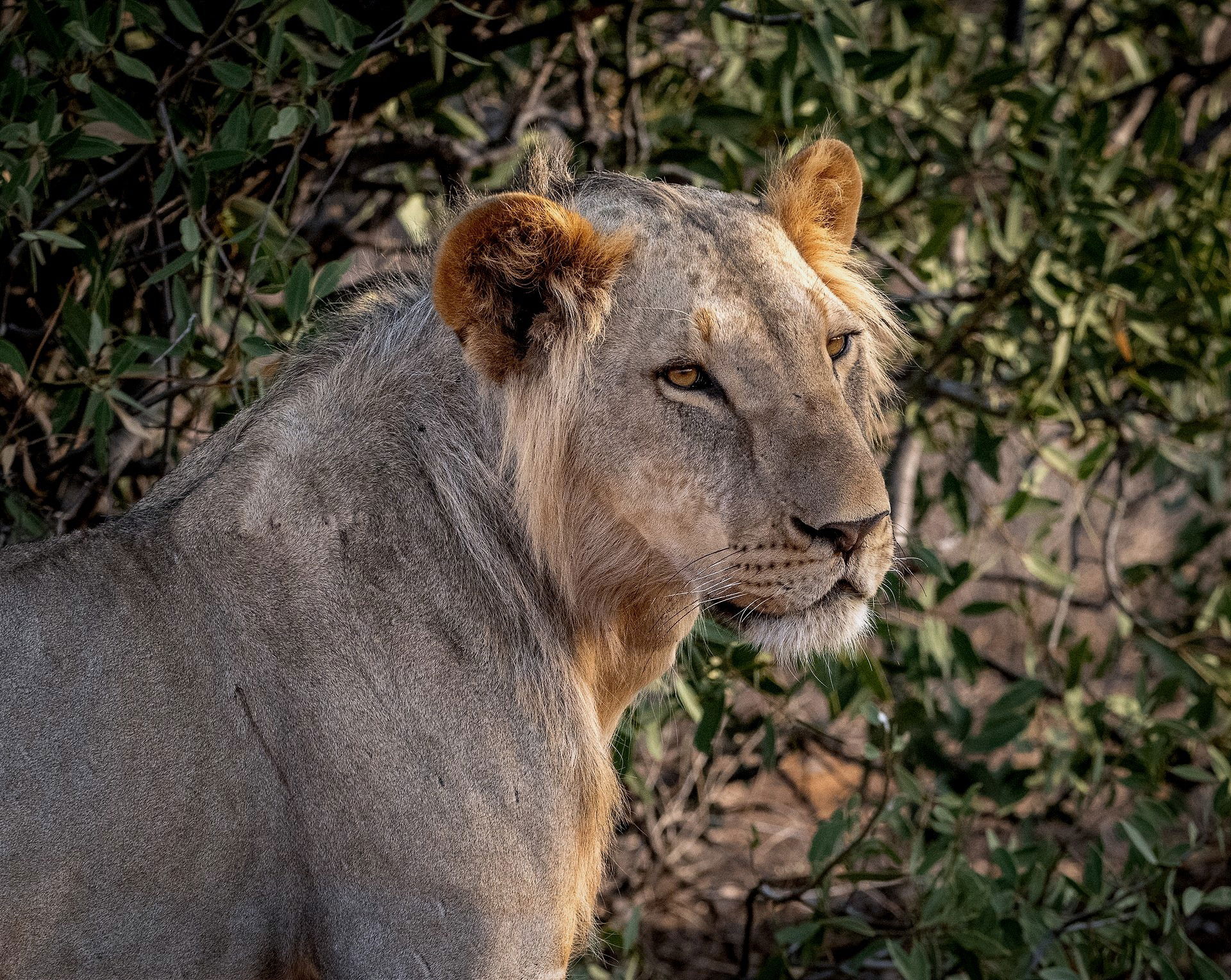 Young Male Lion