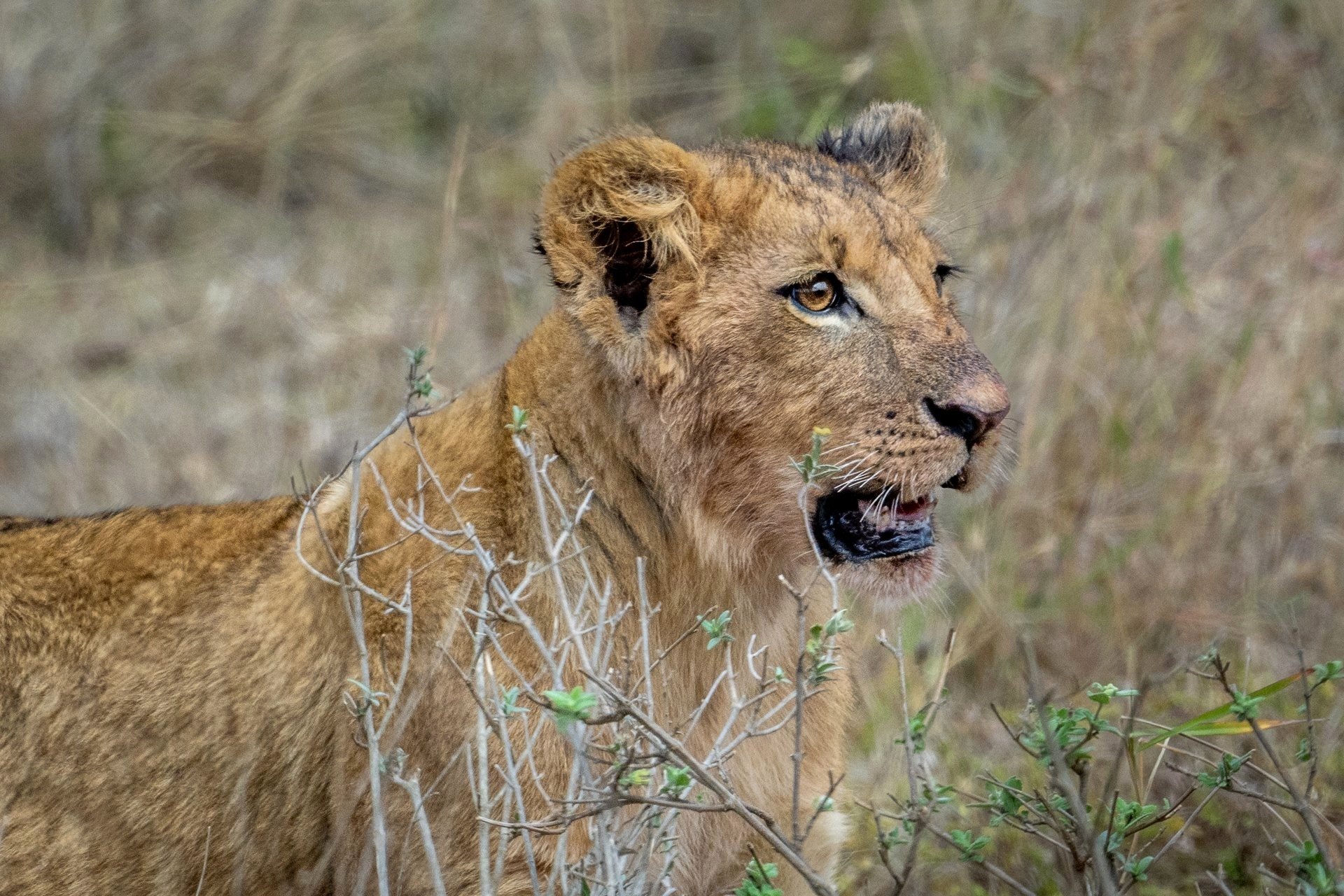 Lion Cub Portrait