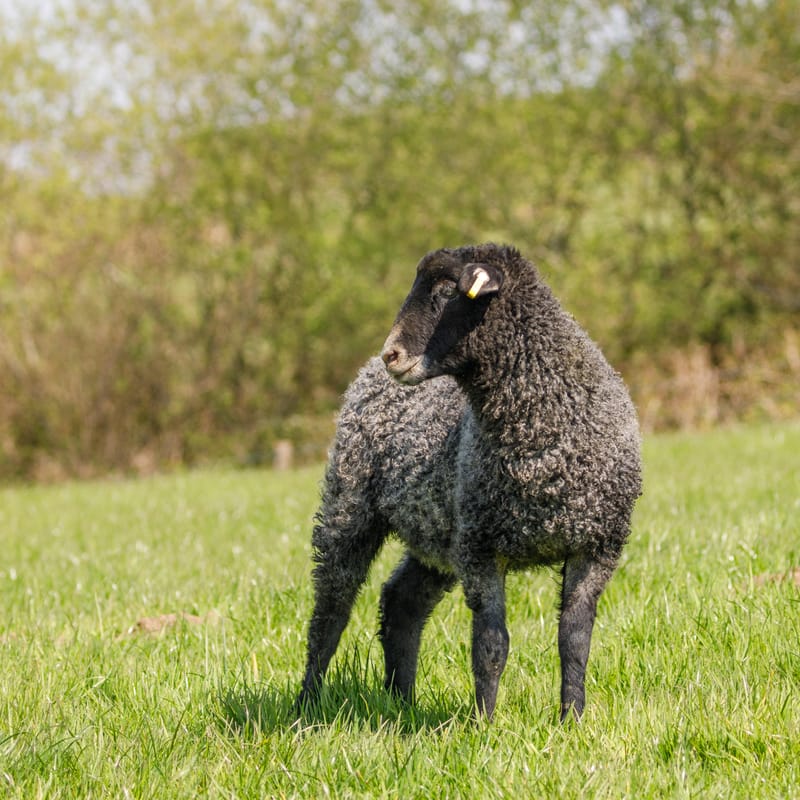 Gotland Sheep for sale