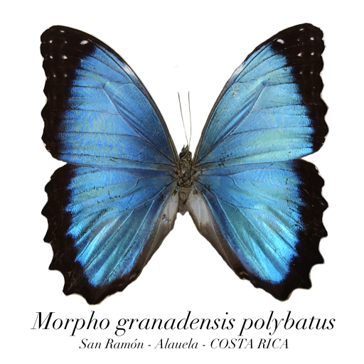 Morphidae - Museo Mariposas del Mundo