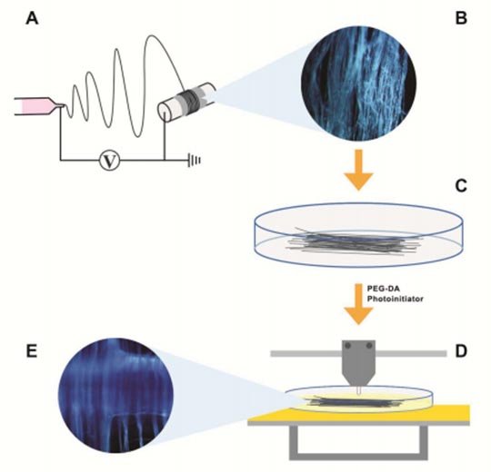 Integrating Electrospun Microfibers into 3D Printed Scaffolds for Nerve Regeneration