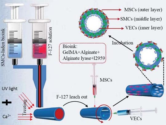 3D Bioprinting Biomimetic Blood Vessels