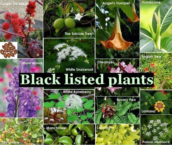 Black Listed Plants