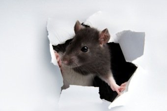 The Benefits of Hiring Pest Control Companies image