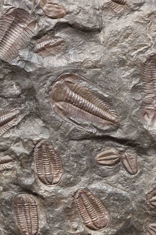 Flood Fish Fossils
