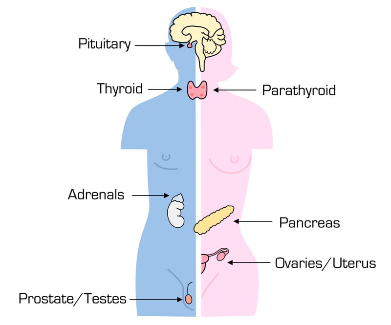 Endocrine Disruptors 14 common chemicals that affect your hormones